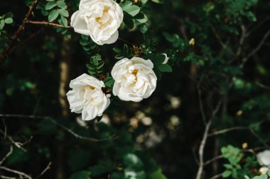 Dikenli yabani gül, çiçekli bahçe