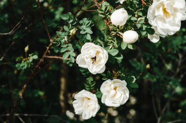 Dikenli yabani gül, çiçekli bahçe