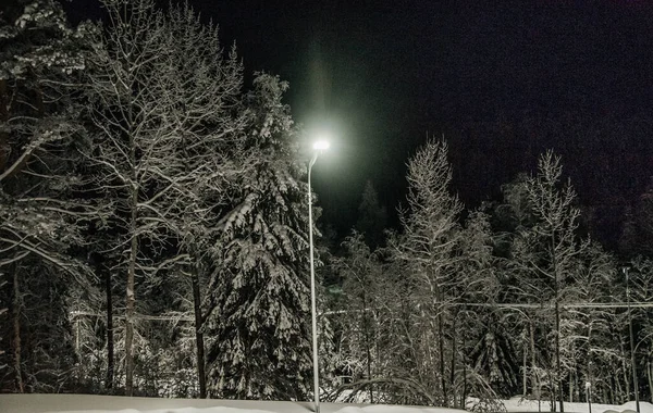 Зимний ночной пейзаж ели и сосны. — стоковое фото
