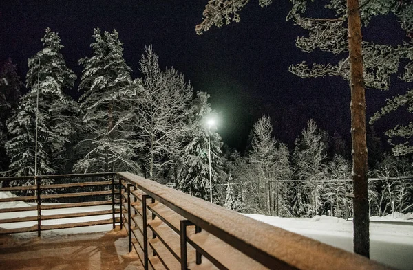 Зимний ночной пейзаж ели и сосны. — стоковое фото