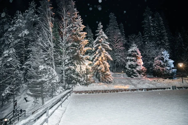 Invierno noche paisaje de abetos y pinos. —  Fotos de Stock