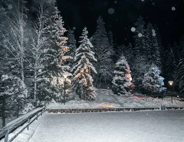 Paesaggio notturno invernale di abeti e pini. — Foto Stock