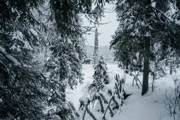 köknar ve çam ağaçlarının kış gecesi manzarası.