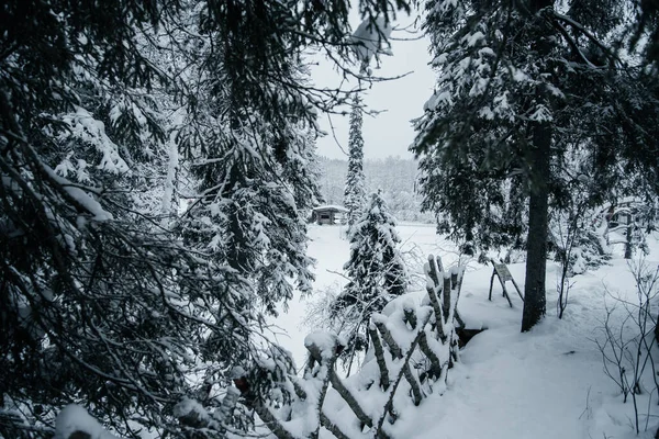 köknar ve çam ağaçlarının kış gecesi manzarası.