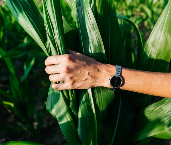 Close-up van een accessoire zwart horloge op een sierlijke dunne hand van een vrouw in de zonnestralen — Stockfoto