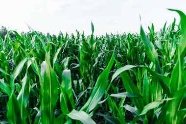  Güneşli yaz gününün altında bir yer olan mısır tarlası. Kırsal kesim, ekme, hasat çiftliği