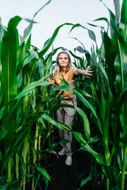 Sarı tişörtlü, mısır tarlasında kısa saçlı genç bir kadın.
