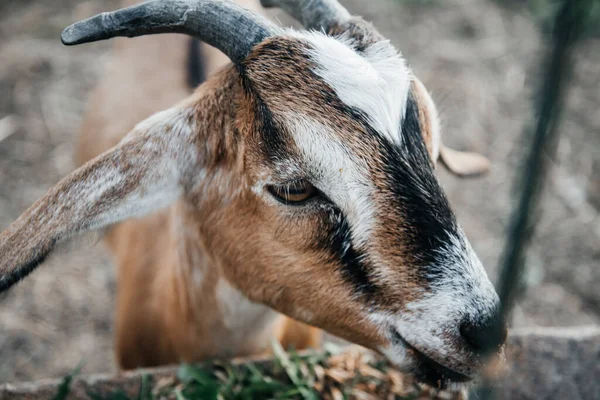 Granja de cabra lechera nubia en rancho de mascotas pueblo mamífero marrón pequeño hermoso con orejas largas y cuernos —  Fotos de Stock