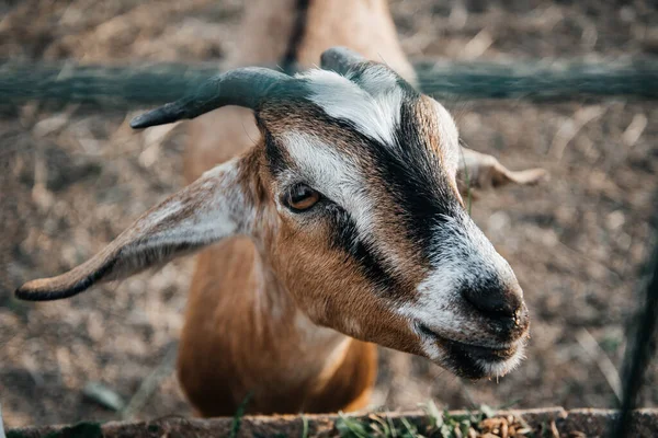 Granja de cabra lechera nubia en rancho de mascotas pueblo mamífero marrón pequeño hermoso con orejas largas y cuernos —  Fotos de Stock