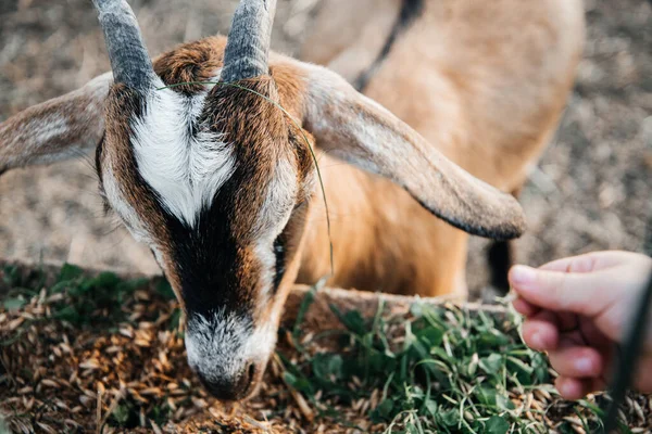 Granja de cabra lechera nubia en rancho de mascotas pueblo mamífero marrón pequeño hermoso con orejas largas y cuernos —  Fotos de Stock