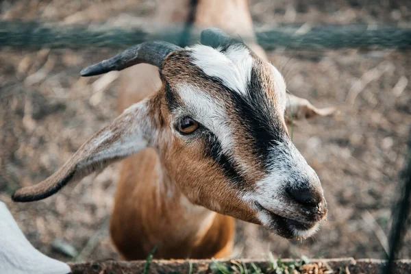 Granja de cabra lechera nubia en rancho de mascotas pueblo mamífero marrón pequeño hermoso con orejas largas y cuernos —  Fotos de Stock