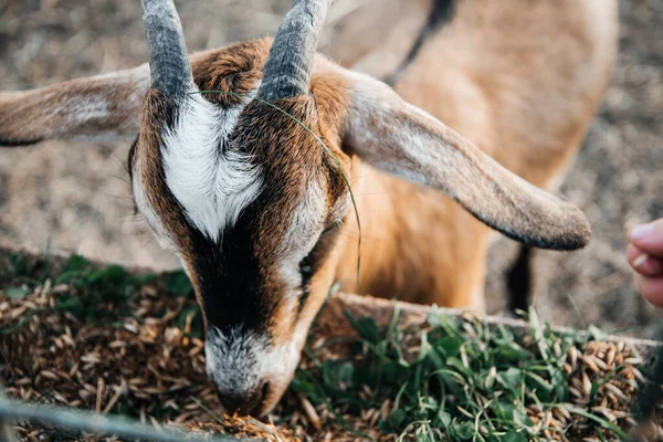 Granja de cabra lechera nubia en rancho de mascotas pueblo mamífero marrón pequeño hermoso con orejas largas y cuernos —  Fotos de Stock