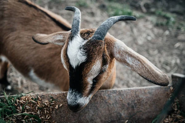 Granja de cabra lechera nubia en rancho de mascotas pueblo mamífero marrón pequeño hermoso con orejas largas y cuernos —  Fotos de Stock