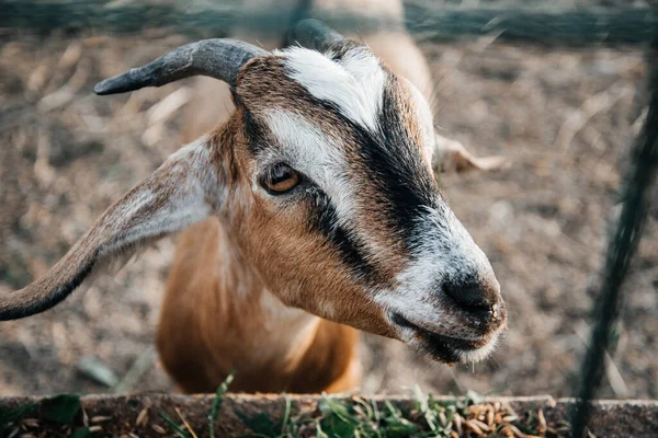 Granja de cabra lechera nubia en rancho de mascotas pueblo mamífero marrón pequeño hermoso con orejas largas y cuernos —  Fotos de Stock