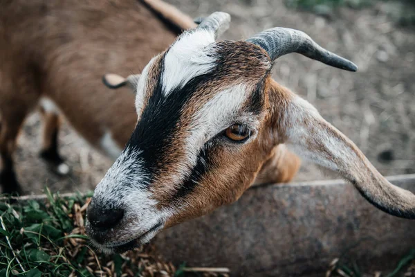 Granja de cabra lechera nubia en rancho de mascotas pueblo mamífero marrón pequeño hermoso con orejas largas y cuernos —  Fotos de Stock