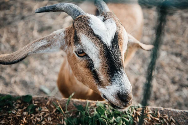 Granja de cabra lechera nubia en rancho de mascotas pueblo mamífero marrón pequeño hermoso con orejas largas y cuernos —  Fotos de Stock