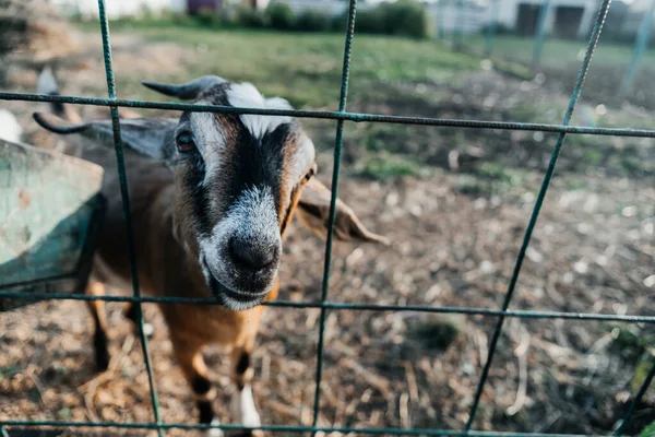 Granja de cabra lechera nubia en rancho de mascotas pueblo mamífero marrón pequeño hermoso con orejas largas y cuernos —  Fotos de Stock