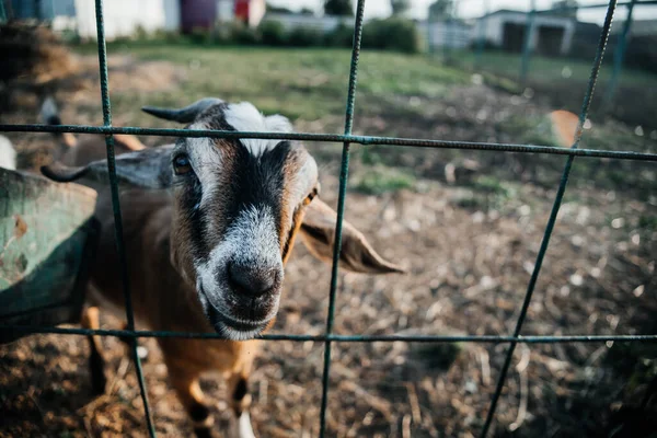 Granja de cabra lechera nubia en rancho de mascotas pueblo mamífero marrón pequeño hermoso con orejas largas y cuernos —  Fotos de Stock