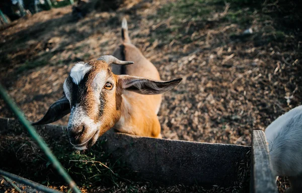 Nubian mjölkget gård i byn sällskapsdjur ranch däggdjur brun liten vacker med långa öron och horn — Stockfoto