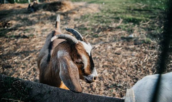 Nakent geitefarm på gården der det dyrkes pattedyr som er brune, små, med lange ører og horn – stockfoto