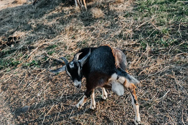 Granja de cabra lechera nubia en rancho de mascotas pueblo mamífero marrón pequeño hermoso con orejas largas y cuernos —  Fotos de Stock