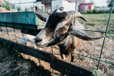 Çiftlikteki Nubian süt keçisi çiftliği. Memeli, kahverengi. Uzun kulakları ve boynuzları olan güzel.