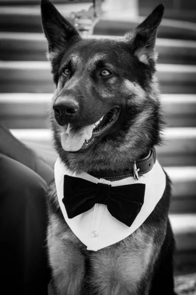 dog with bow tie tuxedo wedding shepherd dog sheep dog . High quality photo