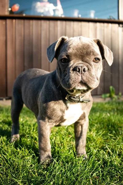 Bulldog Francés Cachorro Perrito Gris Jardín Foto Alta Calidad —  Fotos de Stock