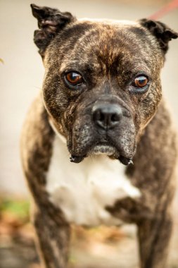 Saldırgan köpek havlaması tehlikeli hayvan korkusu. Yüksek kalite fotoğraf