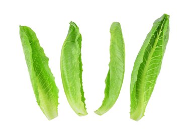 Taze çünkü marul yaprakları beyaz arka planda izole edilmiş. Üst görünüm