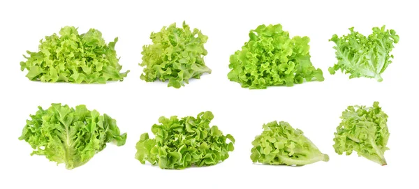 Készlet Friss Zöld Saláta Izolált Fehér Alapon — Stock Fotó