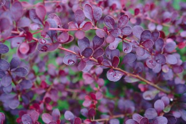 Yaz menekşesi çiçekleri, soyut yumuşak çiçek arkaplanı. Su damlaları taze mor yaprağa düşer