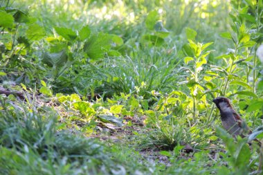 Erkek evi serçe Passer domesticus familyasından bir kuş serçe ailesinin Passeridae, dünyanın birçok yerinde bulundu