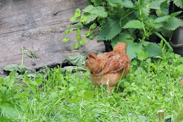 Beyaz Tavuk Avluda Yürüyor Köy — Stok fotoğraf