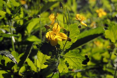 Şifalı bitkiler: parlak sarı çiçekler büyük kırlangıçotu Chelidonium majus