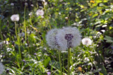 Güzel beyaz karahindiba çiçekler yakın-up. Dandelions yakın çekim