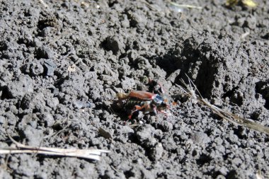 Cockchafer baktım Mayıs böceği böcek makro Copulating rahatsız ediyor.