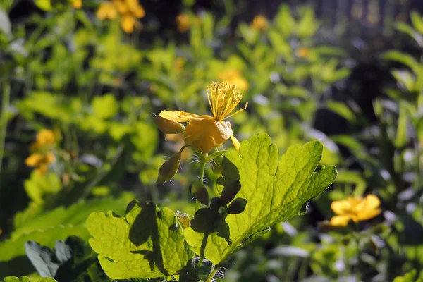 Heilkräuter Leuchtend Gelbe Blüten Des Schöllkrauts Chelidonium Majus — Stockfoto