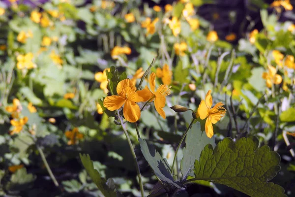 Heilkräuter Leuchtend Gelbe Blüten Des Schöllkrauts Chelidonium Majus — Stockfoto