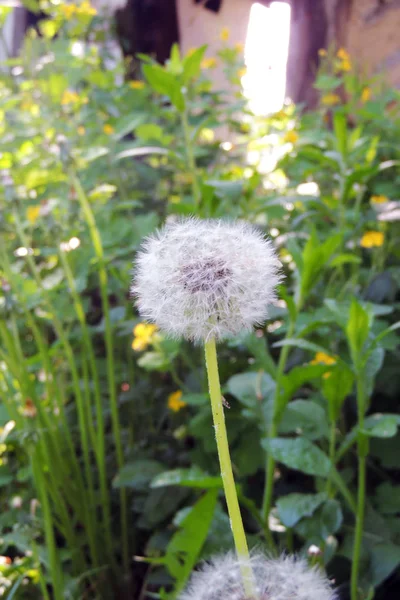 Güzel Beyaz Karahindiba Çiçekler Yakın Dandelions Yakın Çekim — Stok fotoğraf