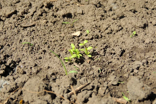 Young Onion Lettuce Onions Rucola Beans Beets Vegetable Permaculture Cultivation — Stock Photo, Image