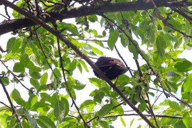 Erkek evi serçe Passer domesticus familyasından bir kuş serçe ailesinin Passeridae, dünyanın birçok yerinde bulundu