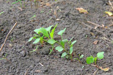 Genç soğan, marul, soğan, rucola, fasulye ve pancar sebze permakültür yetiştirme. Çevre dostu arka bahçe, sebze bahçesi