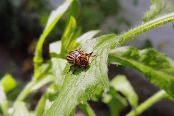 Larva Besouro Colorado Sobre Uma Lâmina Verde Grama — Fotografia de Stock