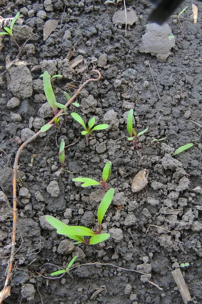 Cebola Jovem Alface Cebola Rúcula Feijão Beterraba Cultivo Permacultura Vegetal — Fotografia de Stock