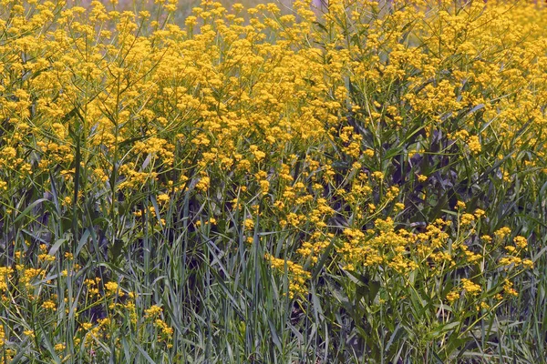 Zbliżenie Wspólnego Lub Pokrzywa Urtica Dioica Liście Pokrzywy Dodać Sałatek — Zdjęcie stockowe