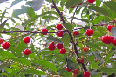 Kiraz ağacında sallanan kirazlar