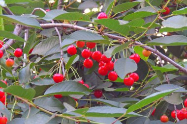 Kiraz ağacında sallanan kirazlar