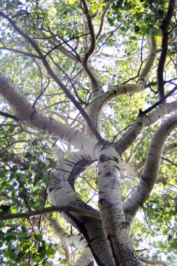 Bir kayın ormanı ölü bir ağaç içinde ağaç tepelerinin