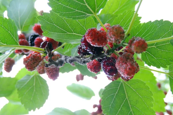 Fresh Mulberry Black Ripe Red Unripe Mulberries Branch Tree — Stock Photo, Image